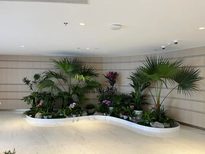 找宁波余姚植物出租专业服务，装点别样生活