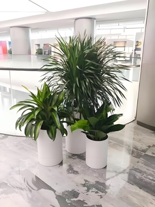 宁波奉化绿植租赁大比拼，哪家能脱颖而出？